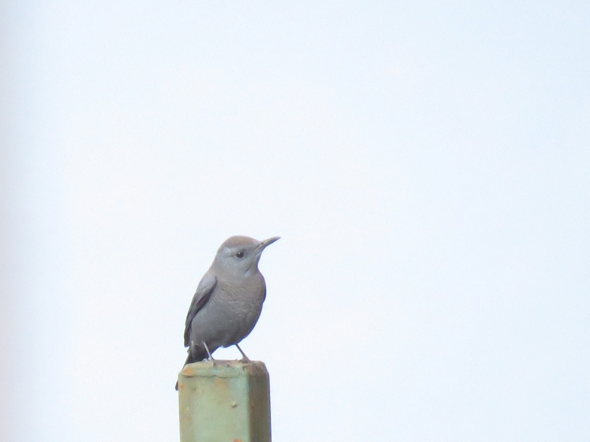 Blue Rock-Thrush - ML194097521