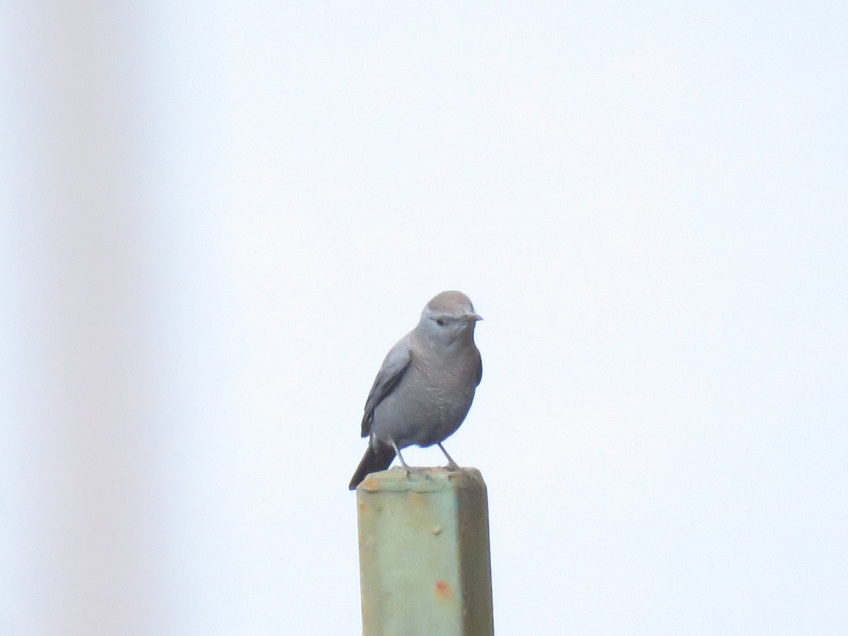 Blue Rock-Thrush - ML194097541