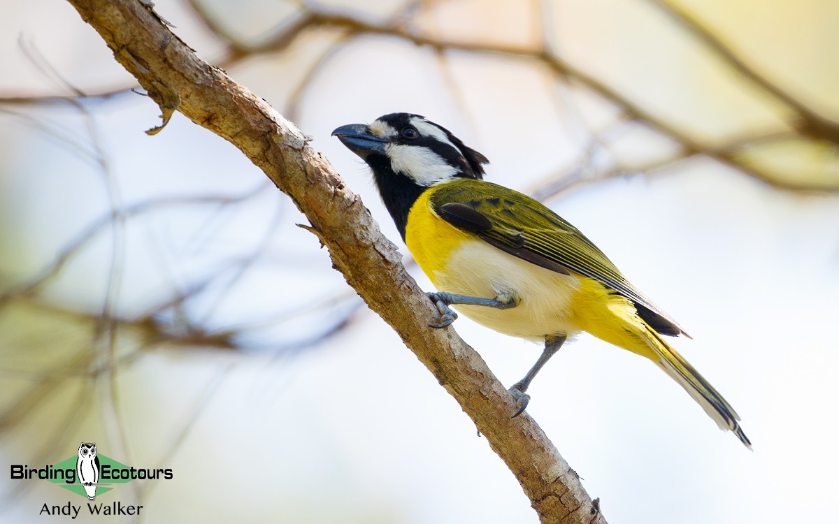 Western Shrike-tit - ML194100641