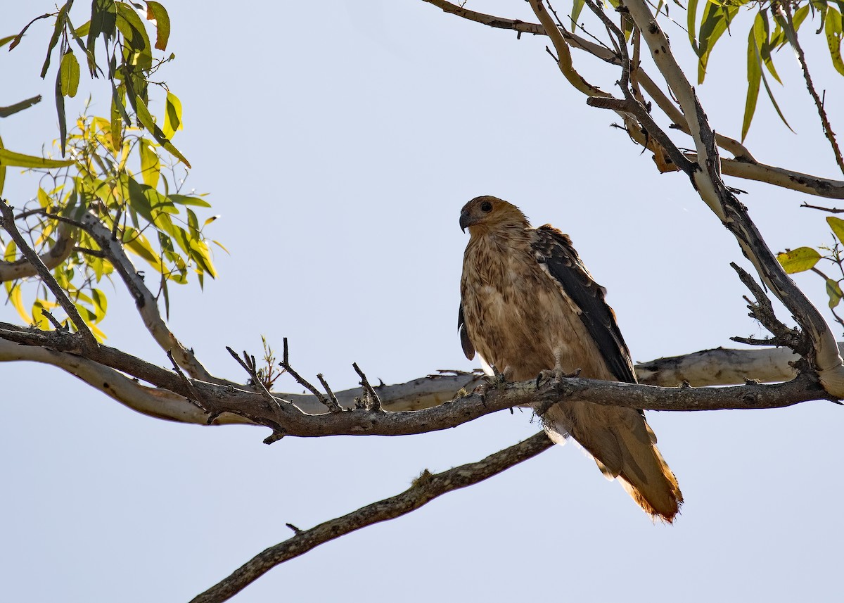 eBird Checklist - 13 Nov 2019 - Lake Tinaroo, Education Centre, Black ...