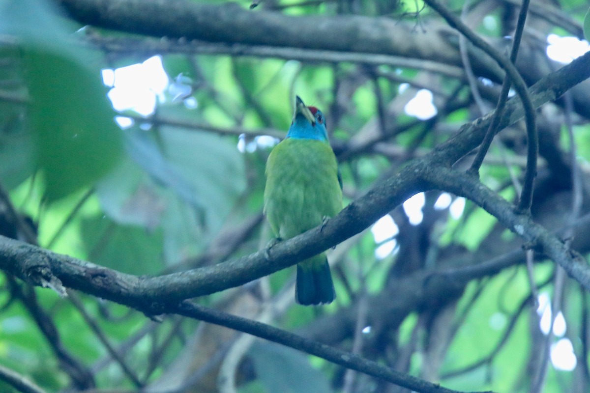 barbet modrolící - ML194103691