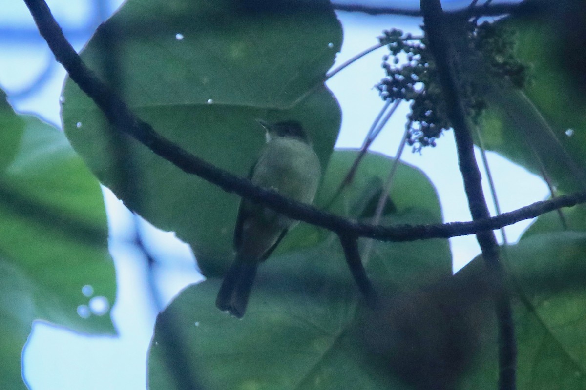 Gray-eyed Bulbul - ML194103701