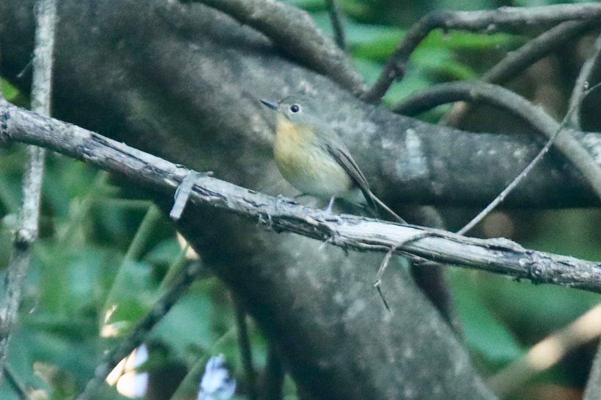 Hill Blue Flycatcher - ML194103741