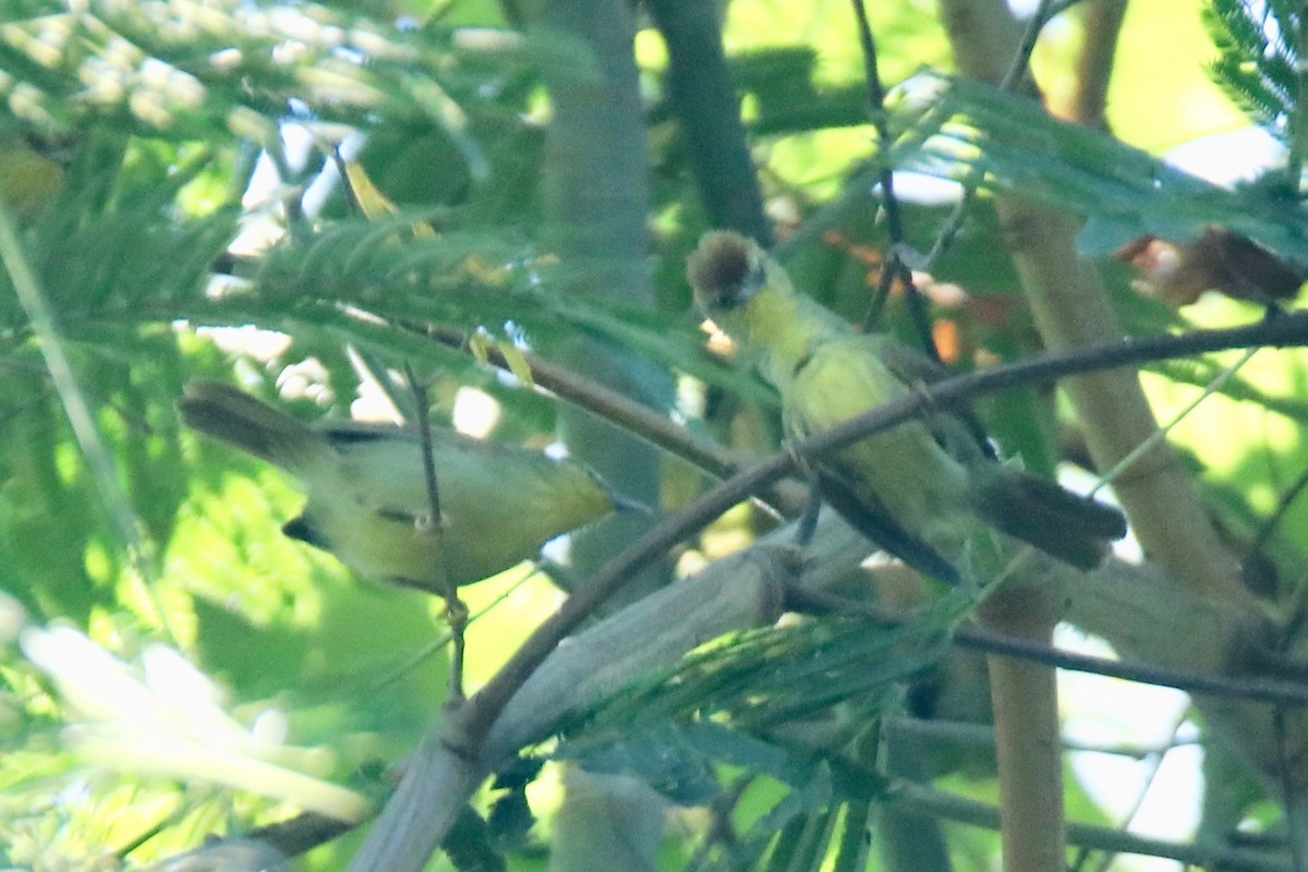 Pin-striped Tit-Babbler - ML194103751