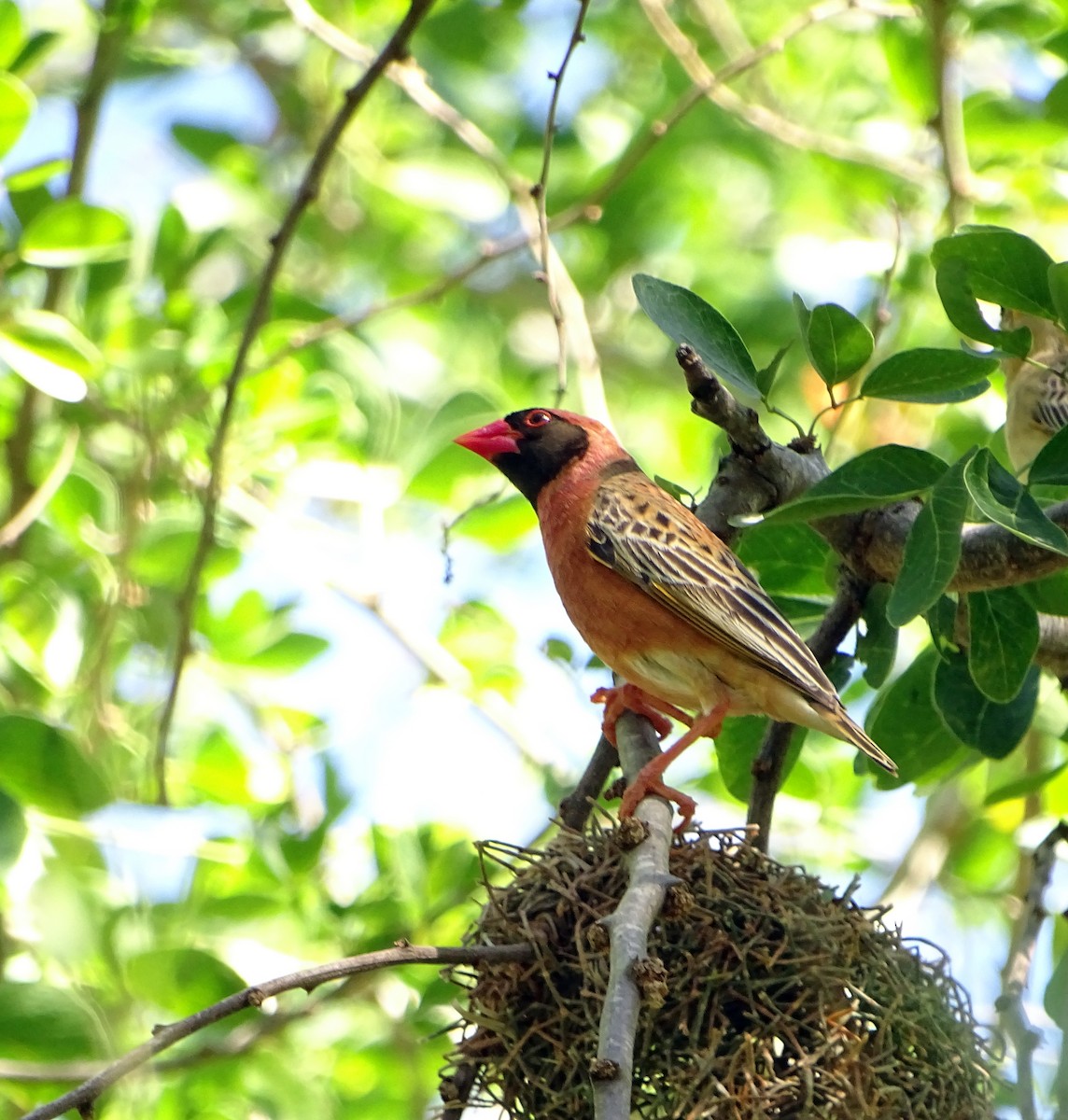 Red-billed Quelea - ML194103791