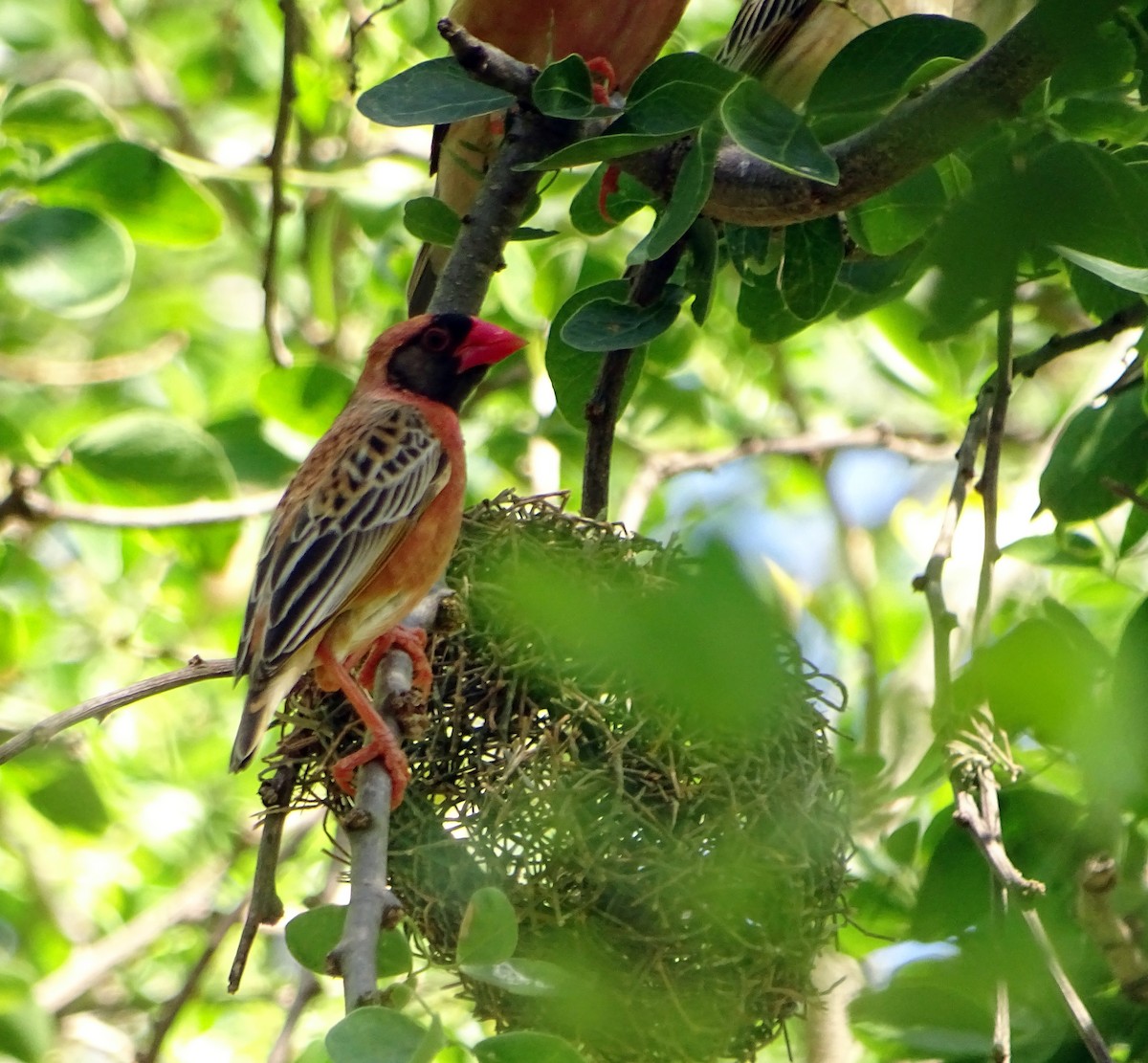 Red-billed Quelea - ML194103801