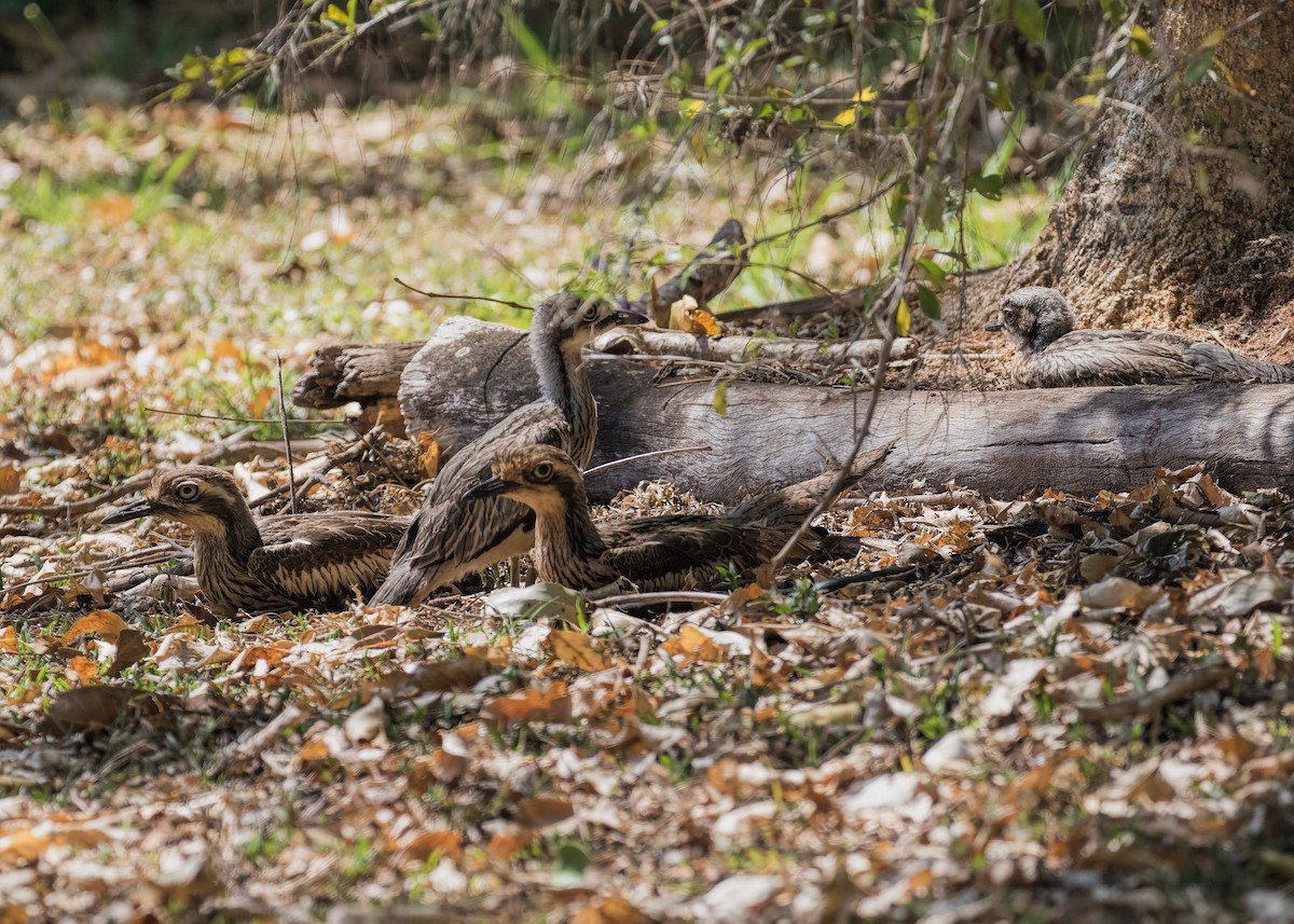 Bush Thick-knee - ML194104841