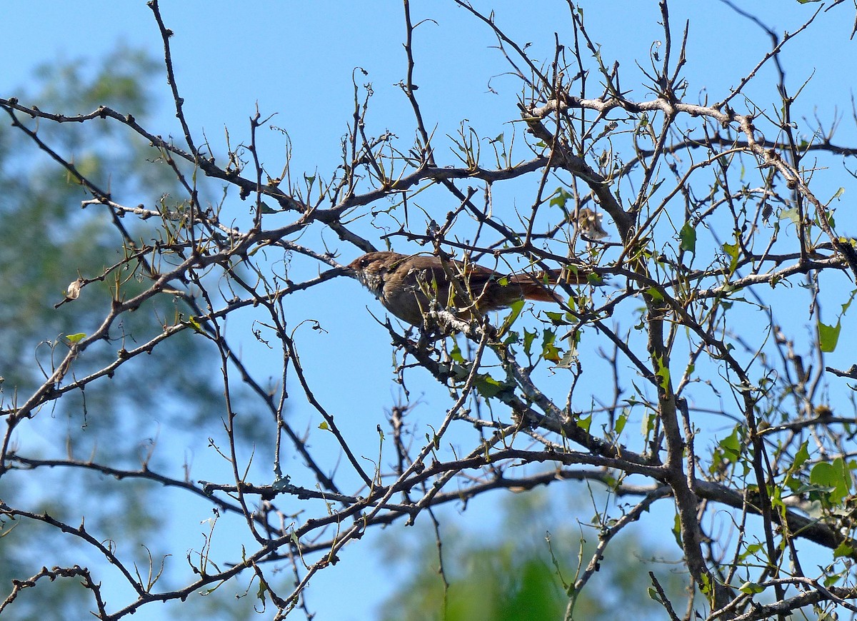 Chaco Earthcreeper - ML194104971