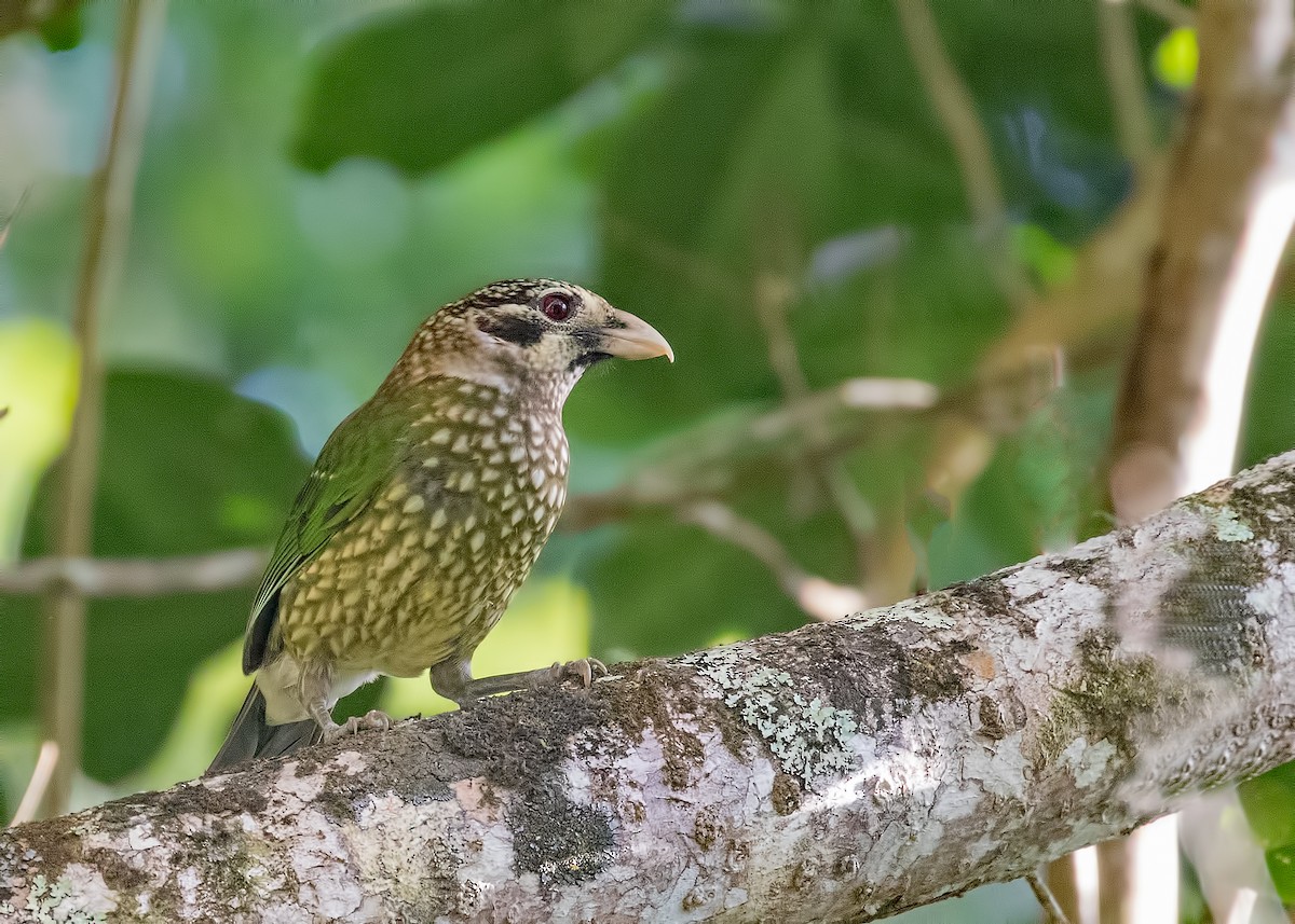 Spotted Catbird - Julie Clark