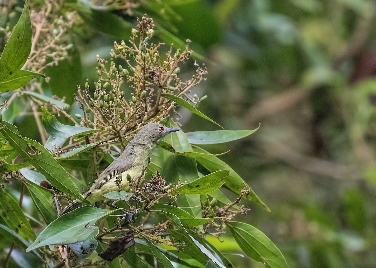 Fairy Gerygone - ML194105631