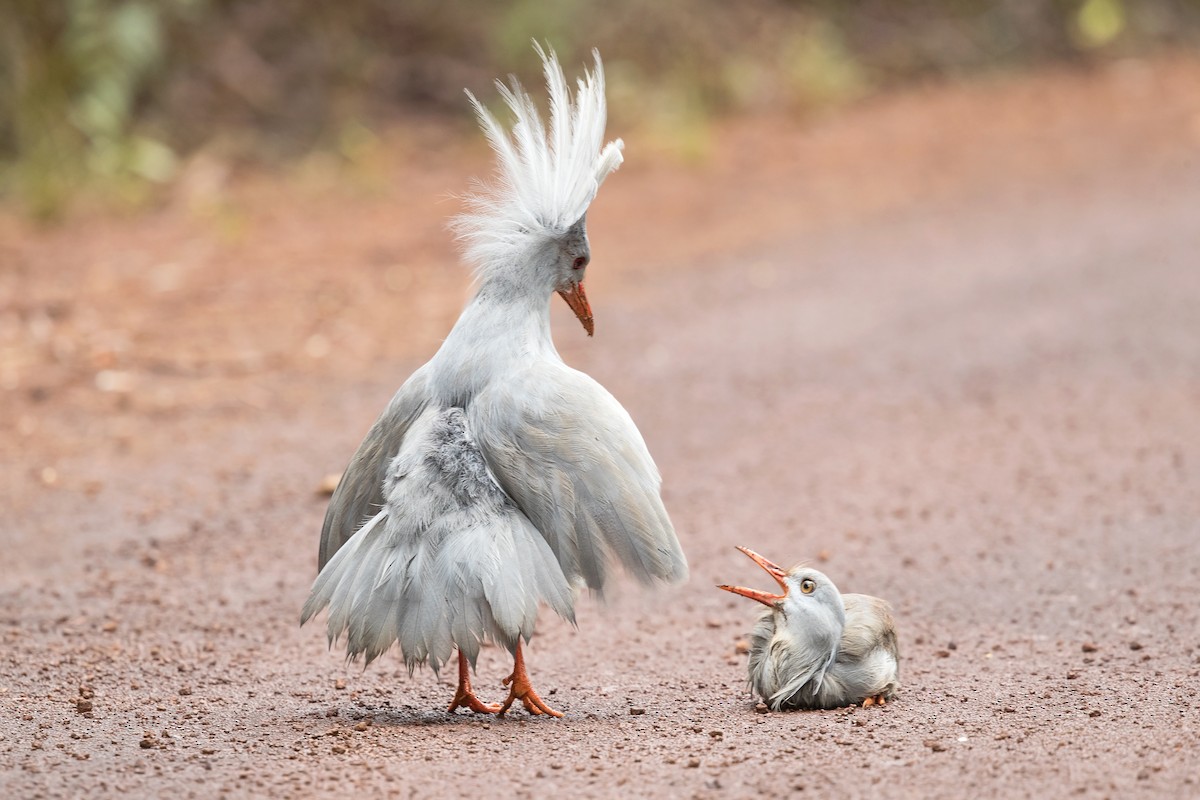 kagu - ML194106121