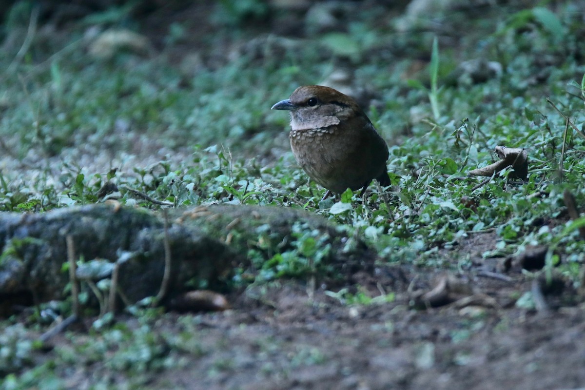 Rusty-naped Pitta - Min Zhao