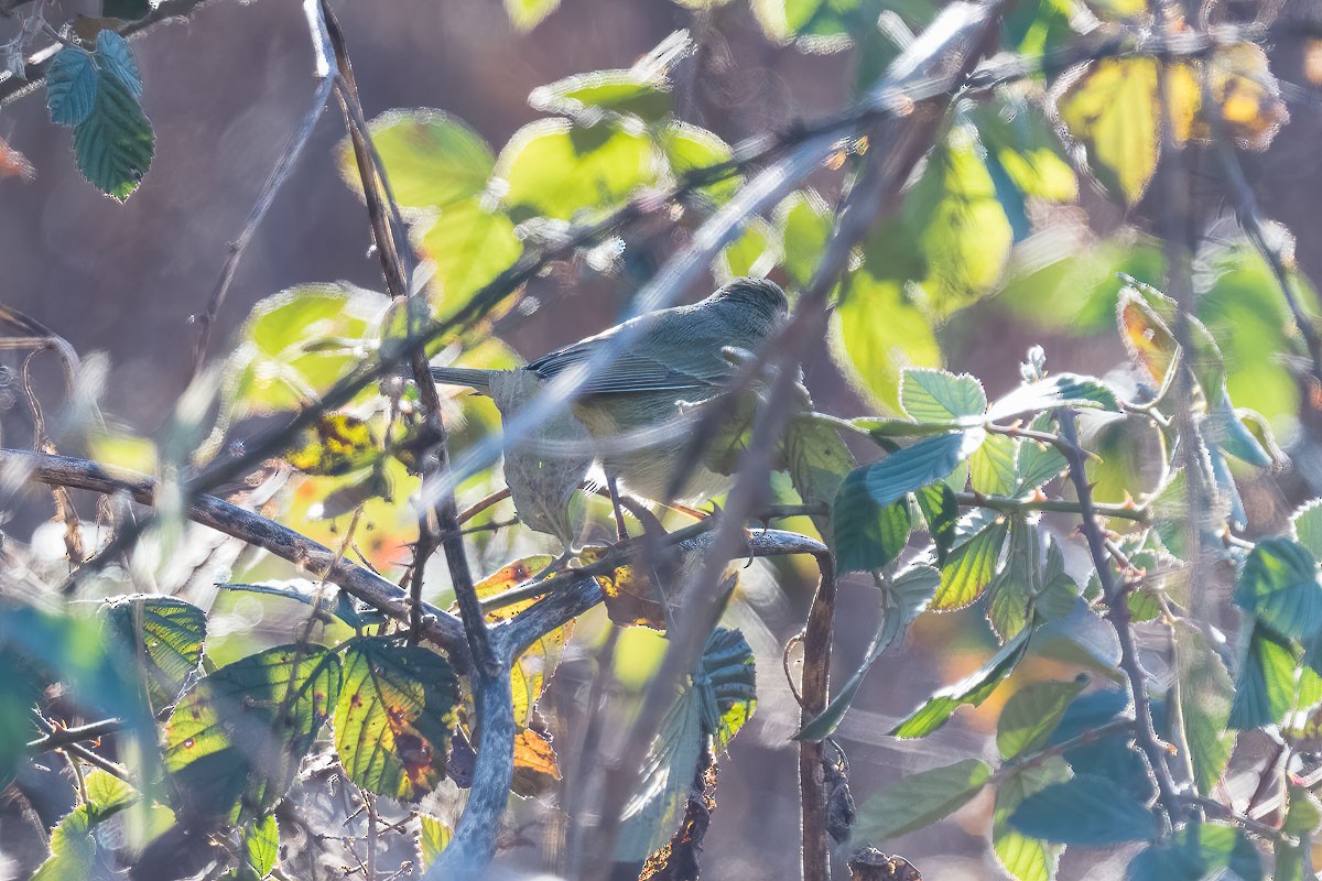 Orange-crowned Warbler - ML194107571