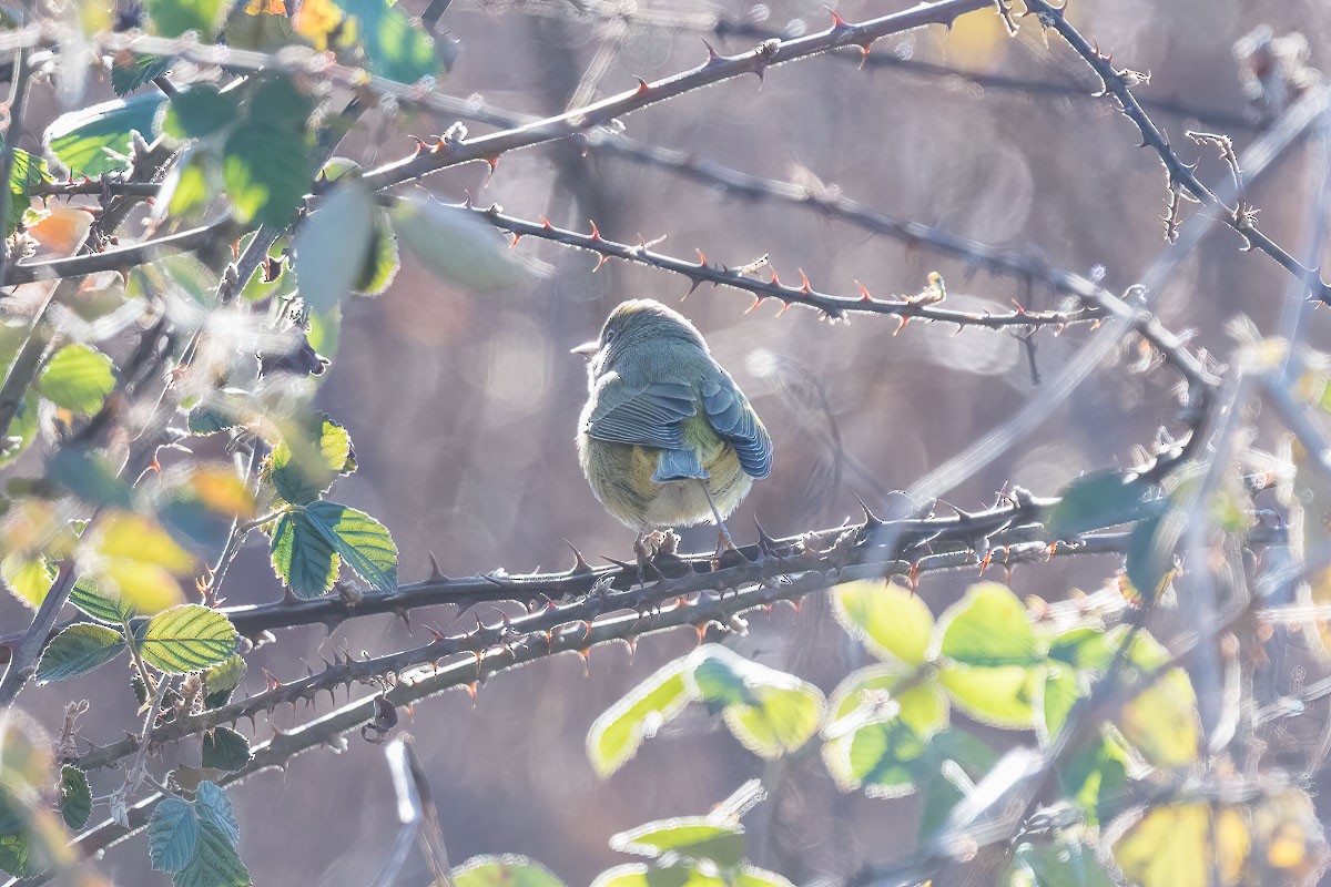 Orange-crowned Warbler - Paul Beerman