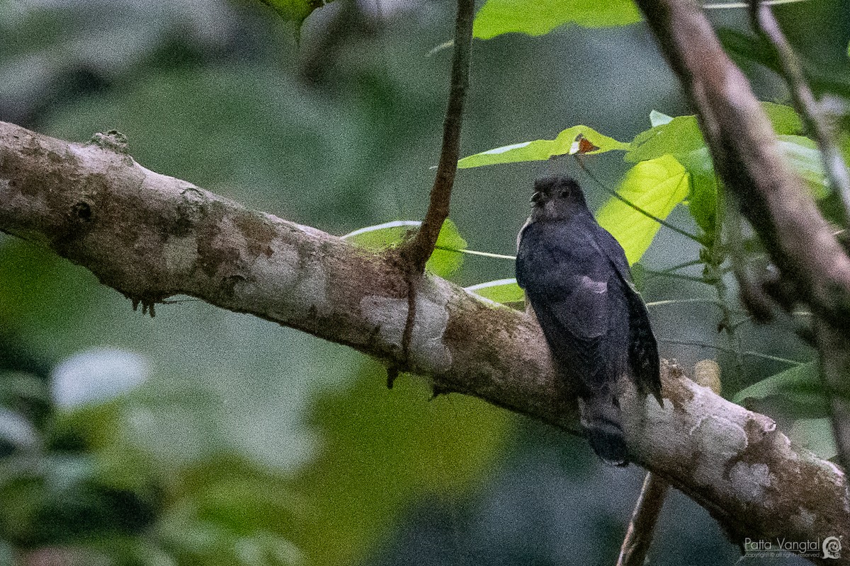 Hodgson's Hawk-Cuckoo - ML194108871