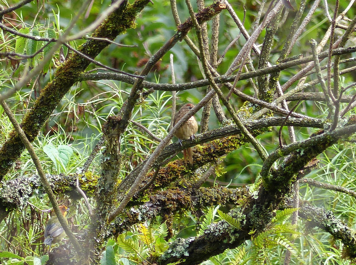 Spot-breasted Thornbird - ML194108891