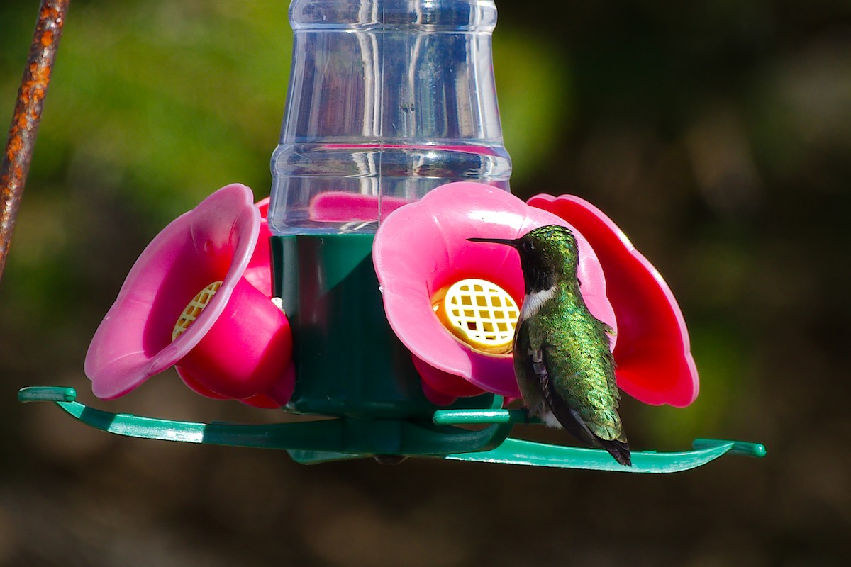 Ruby-throated Hummingbird - Rick Beaudon