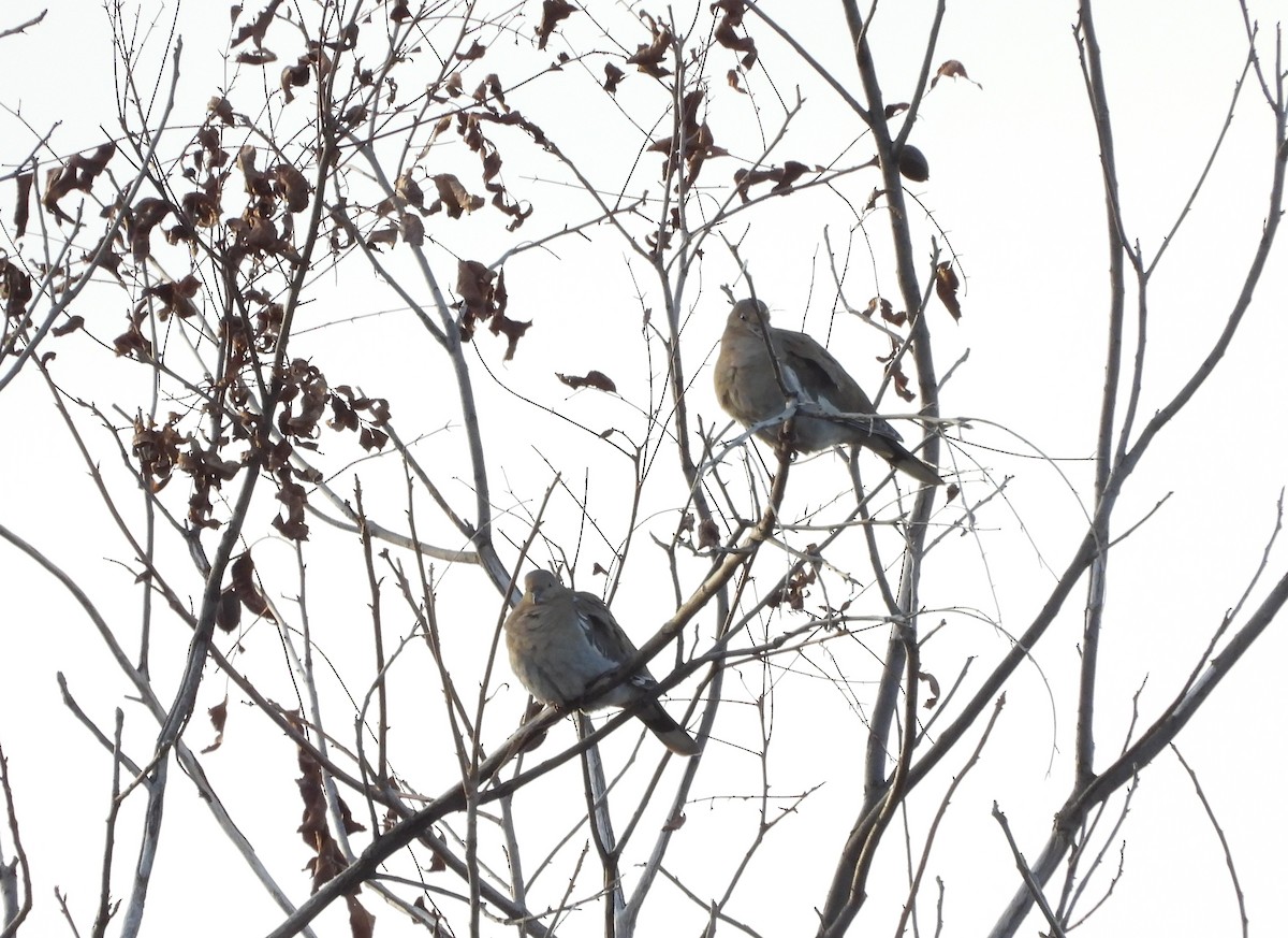 White-winged Dove - ML194110361