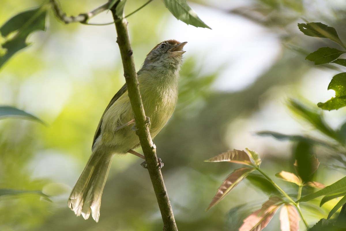 ML194111081 - Gray-eyed Greenlet - Macaulay Library