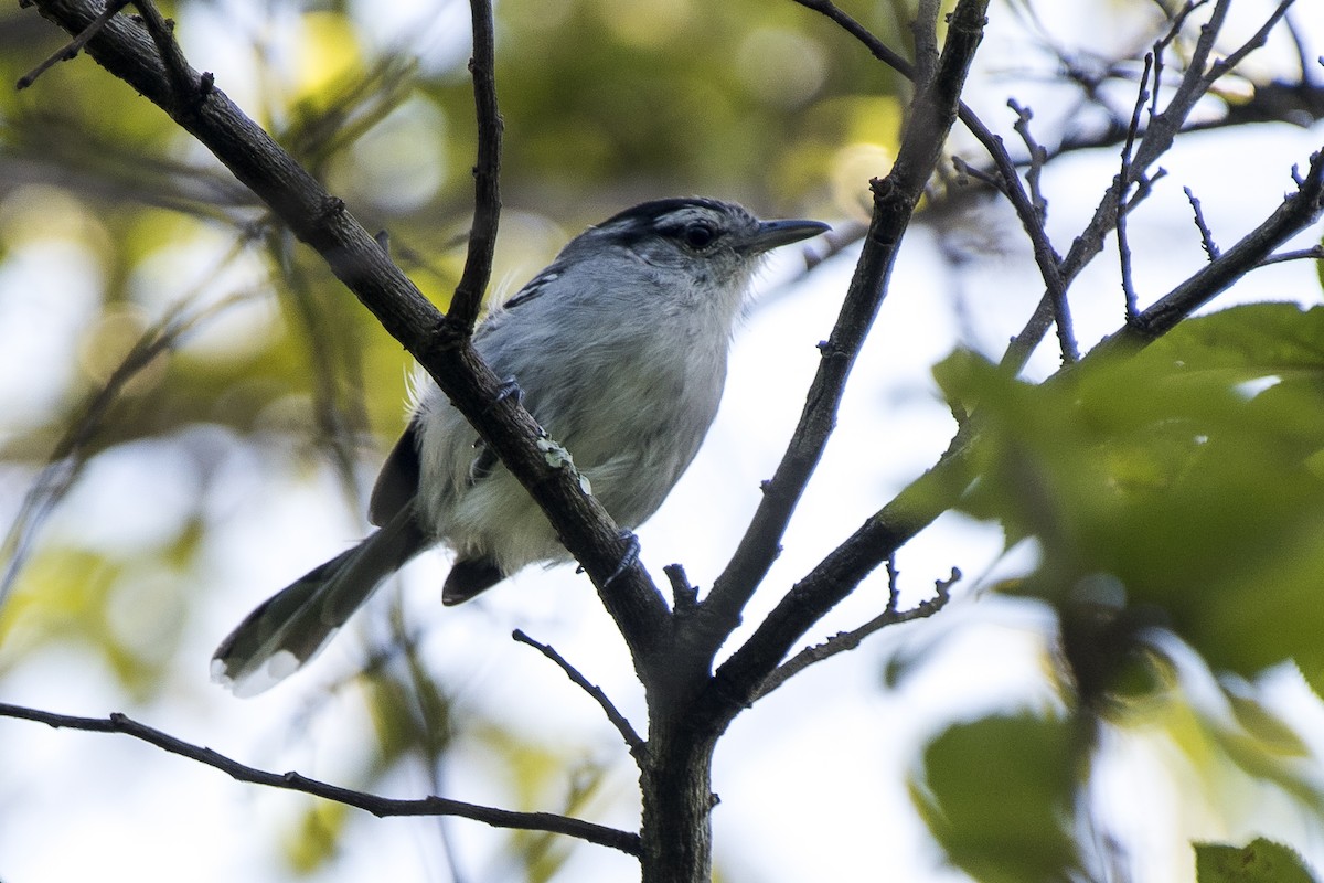 Black-capped Antwren - Luiz Carlos Ramassotti