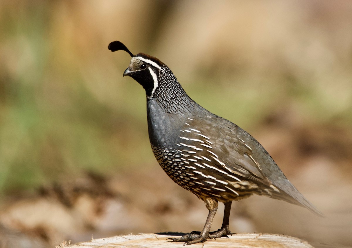 California Quail - ML194114451