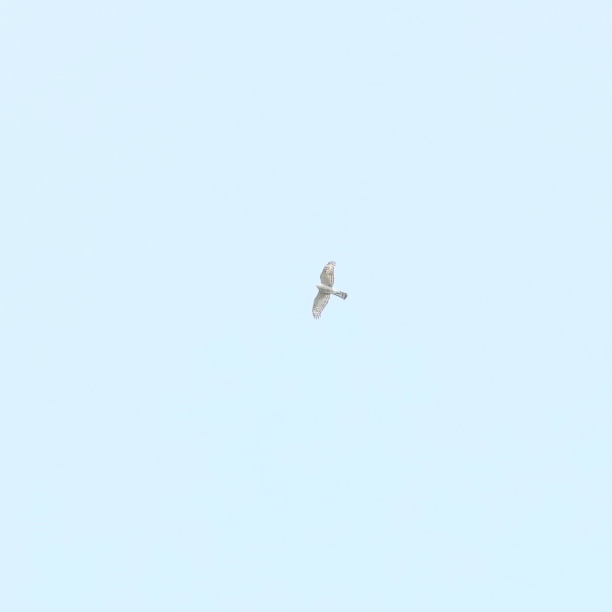 Accipiter sp. - ML194115481