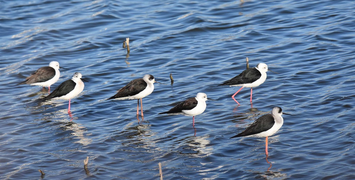 Black-winged Stilt - ML194115881