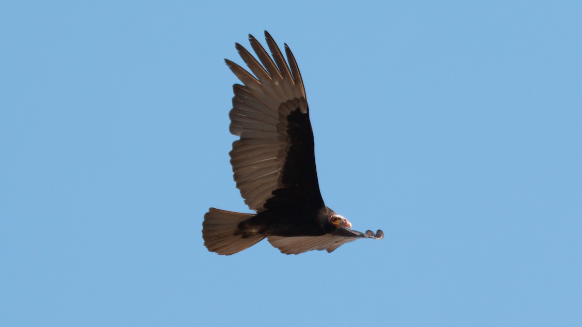 Lesser Yellow-headed Vulture - Ricardo Mitidieri