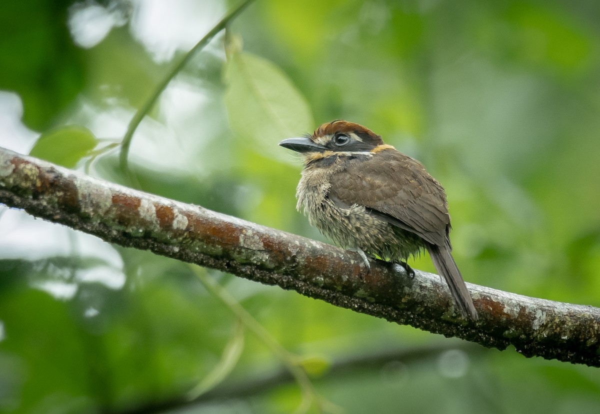 Chestnut-capped Puffbird - Alex Luna