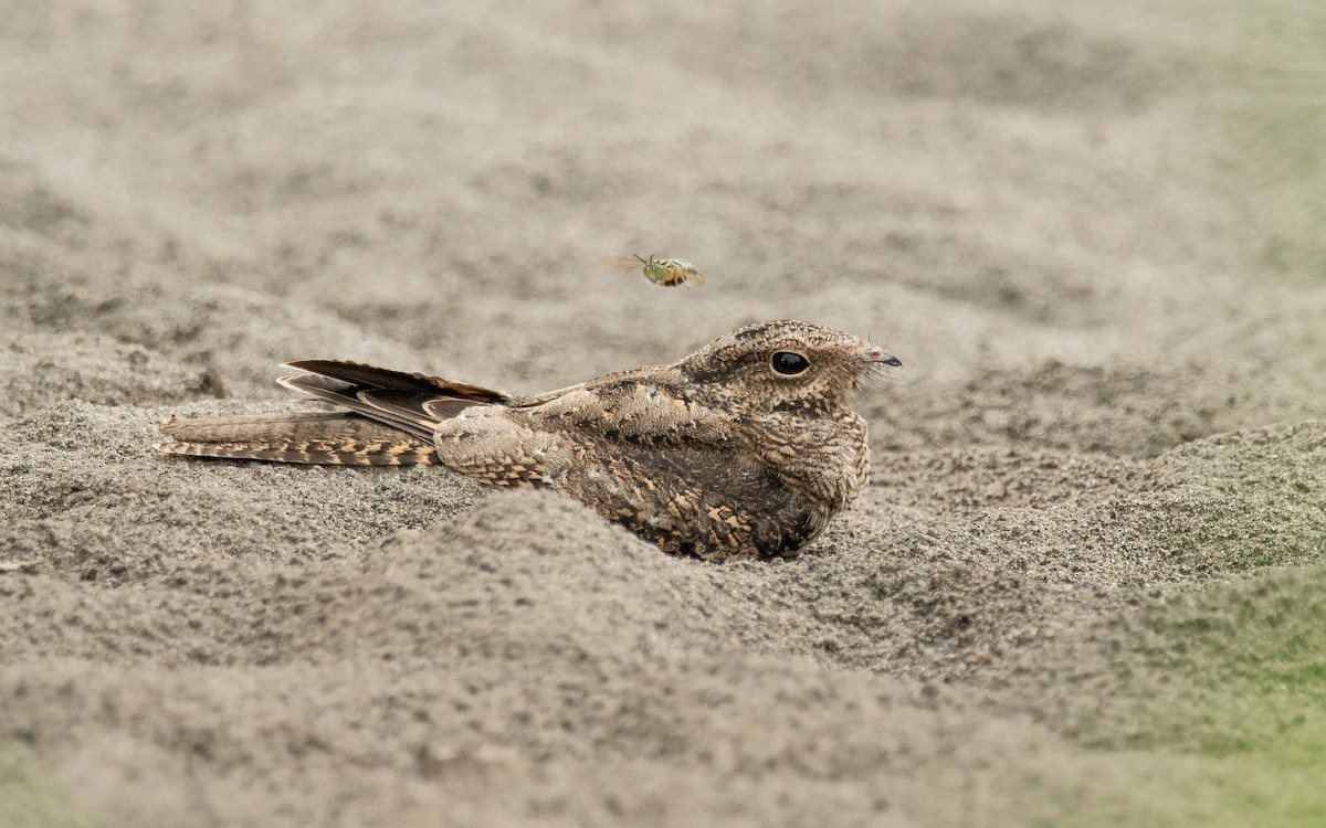 Ladder-tailed Nightjar - ML194119121