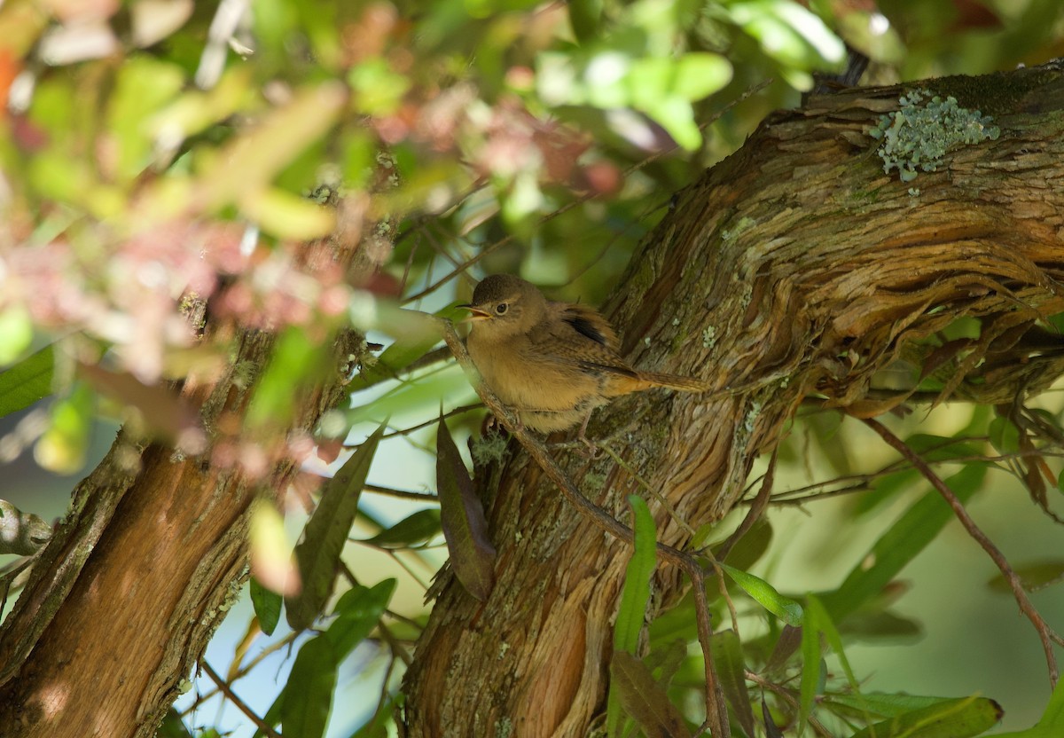 House Wren - ML194120671