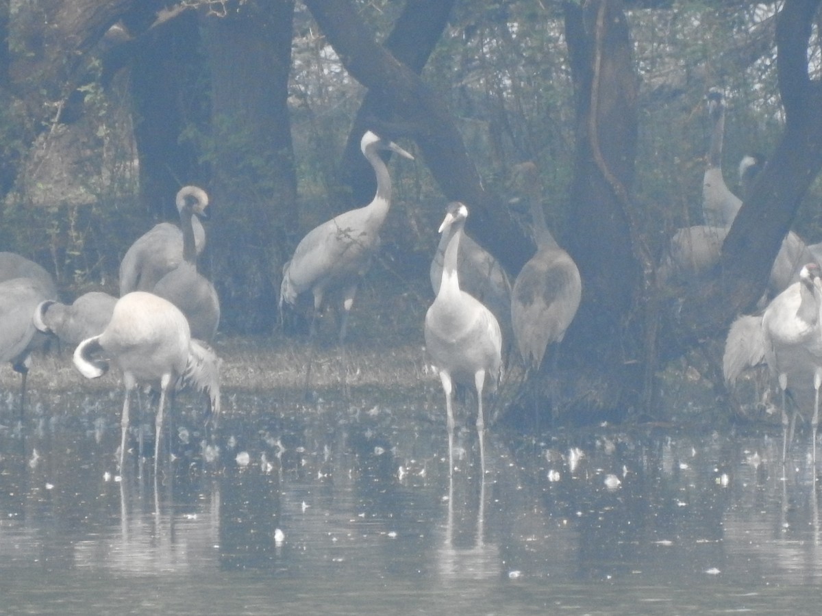 Common Crane - ML194122371