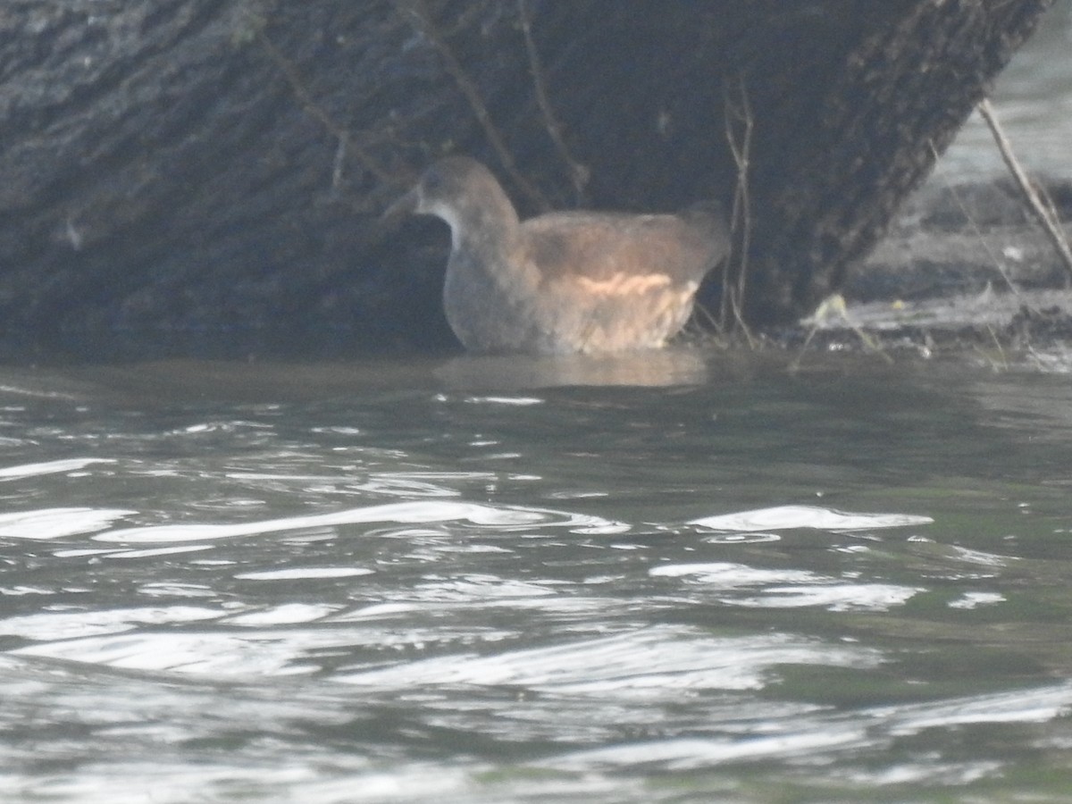 Brown Crake - ML194122381