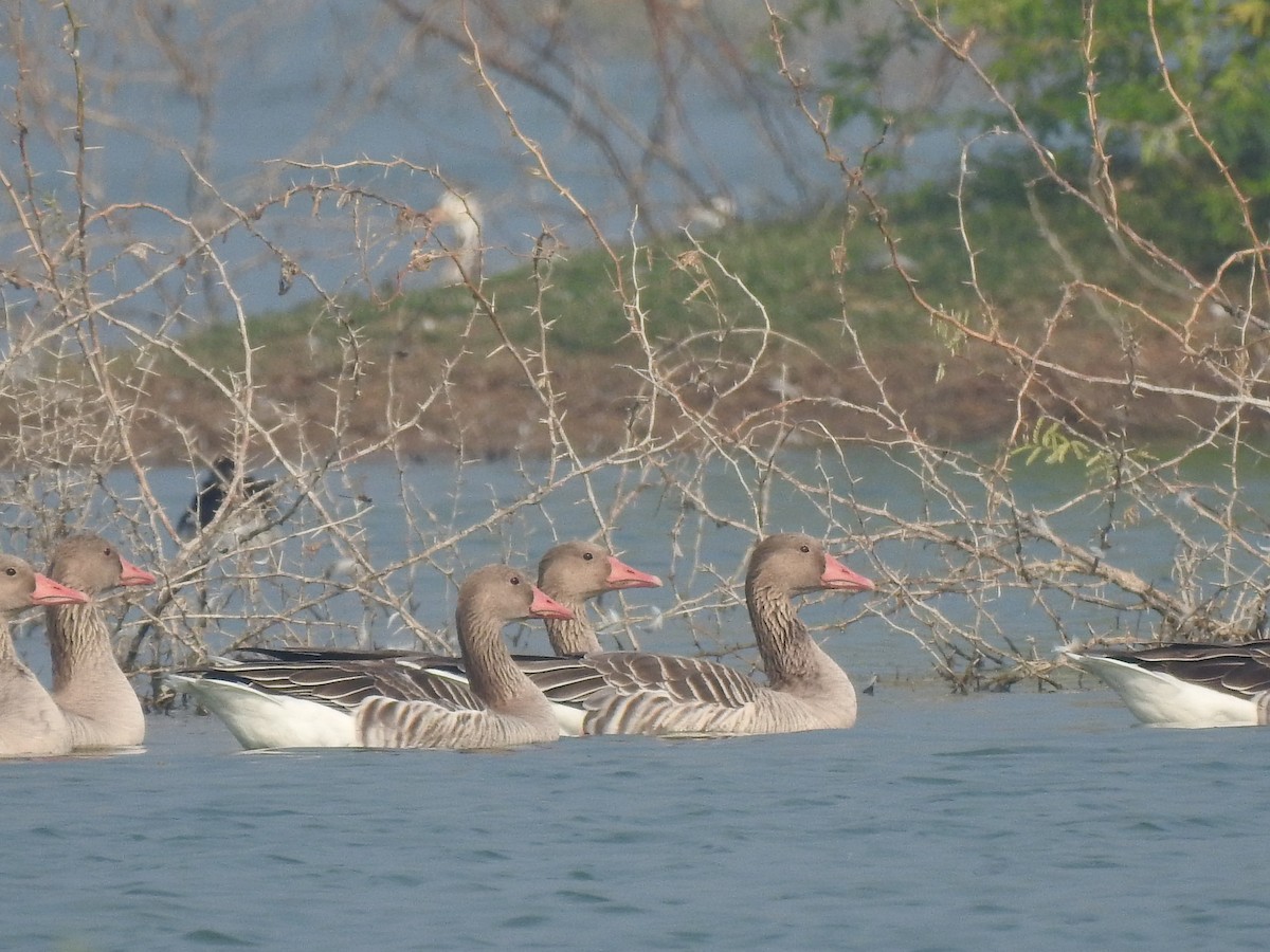 Graylag Goose - ML194122621