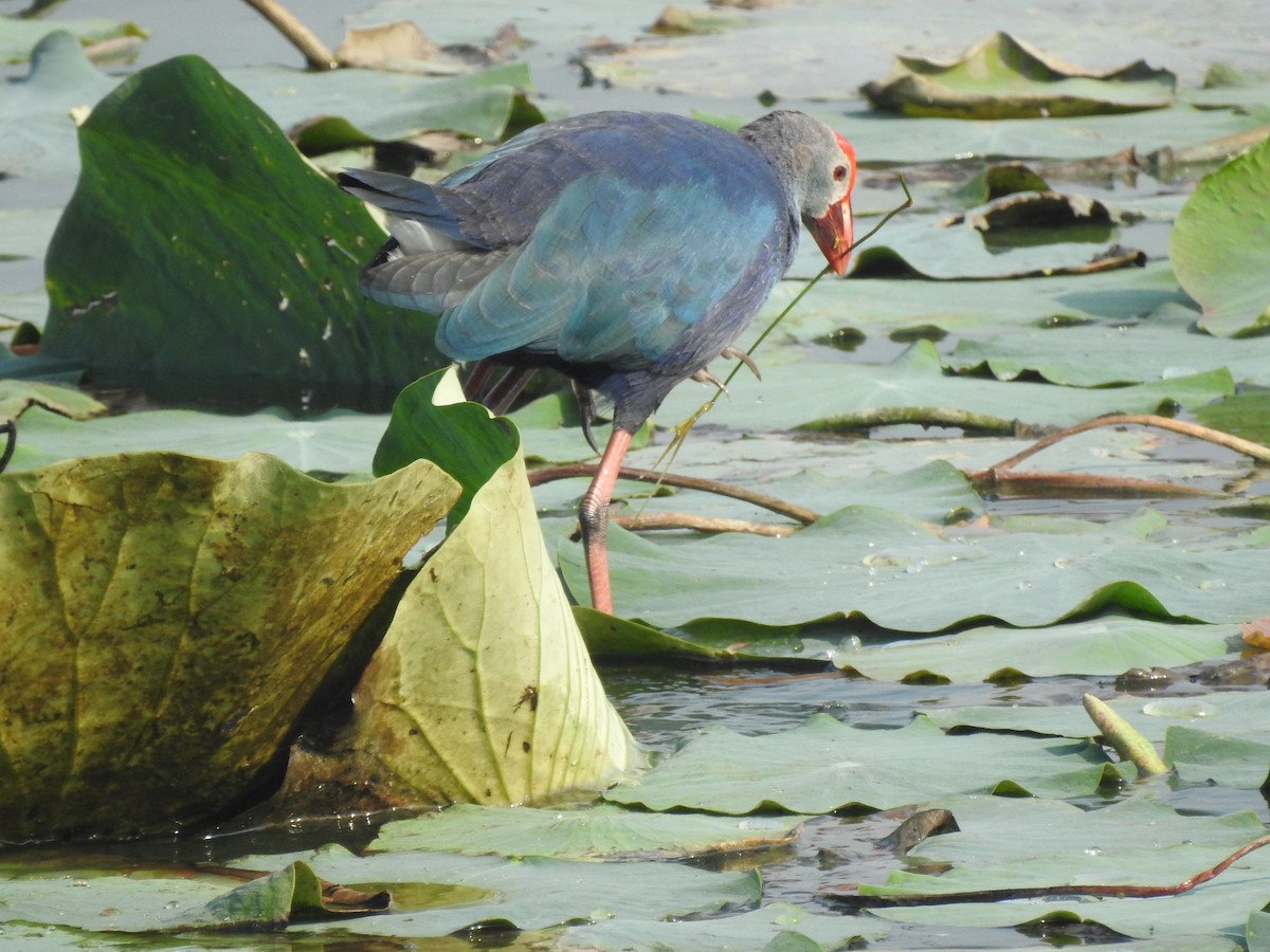 Gray-headed Swamphen - ML194122631