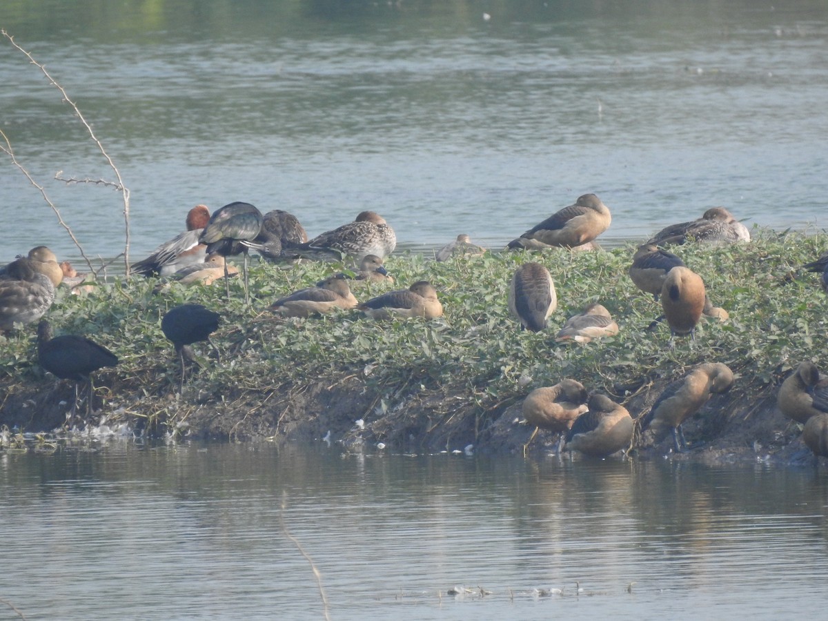 Dendrocygne siffleur - ML194122691