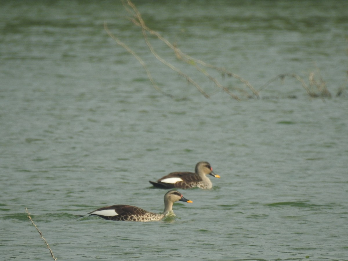 Canard à bec tacheté - ML194122891