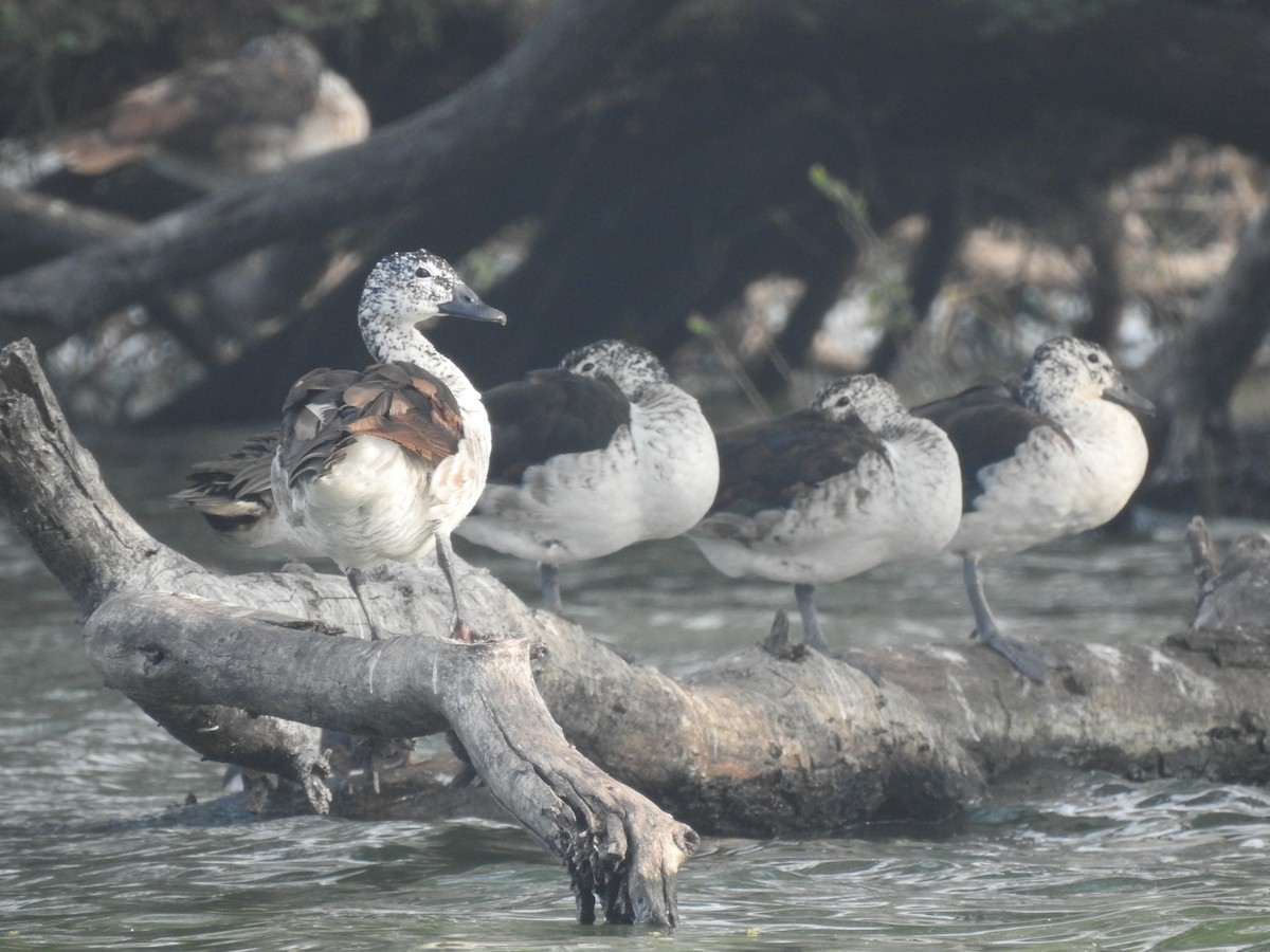 Canard à bosse - ML194122921