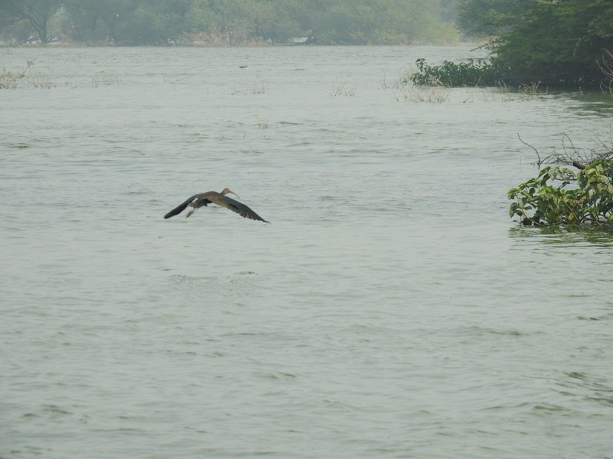 ibis hnědý - ML194122931