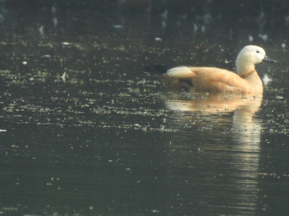 Ruddy Shelduck - ML194123201