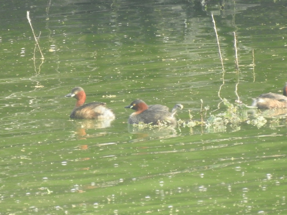 Little Grebe - ML194123421