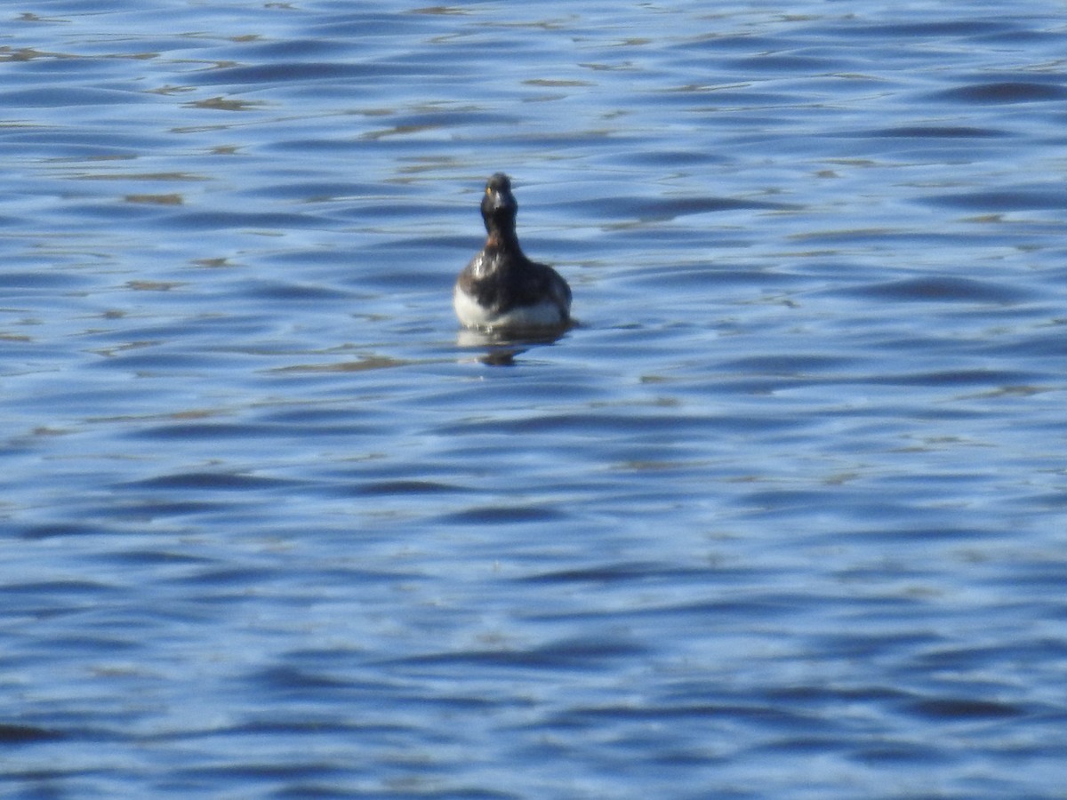 鳳頭潛鴨 - ML194123831