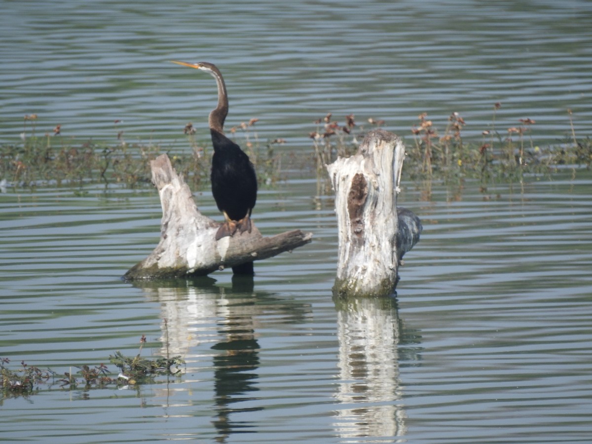 anhinga indomalajská - ML194123891