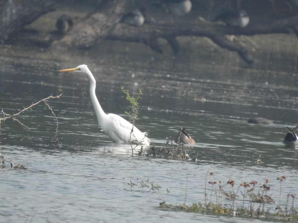 Great Egret - ML194124161