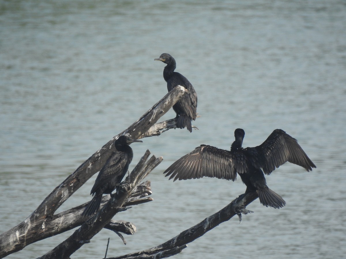 Cormoran à cou brun - ML194124551