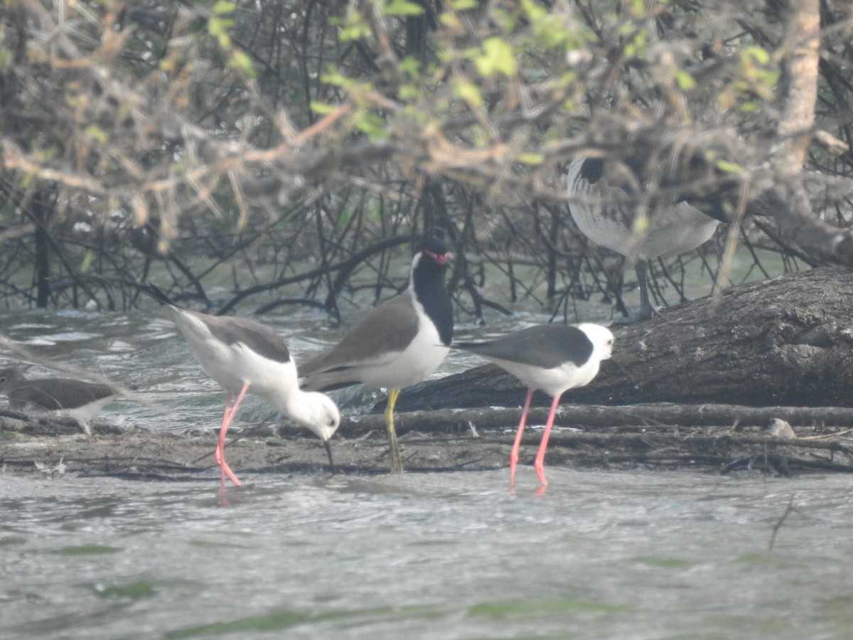 Red-wattled Lapwing - ML194124611