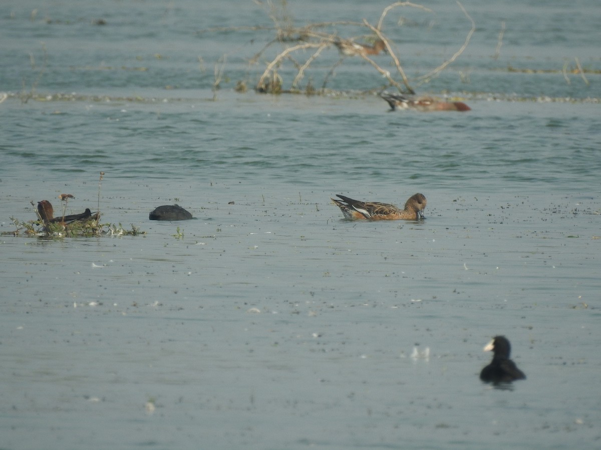 Eurasian Coot - ML194124621