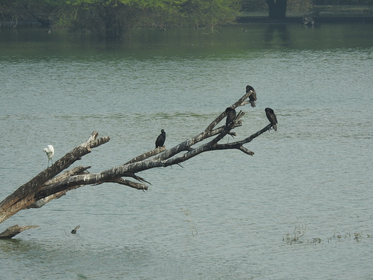 Little Egret - ML194124651