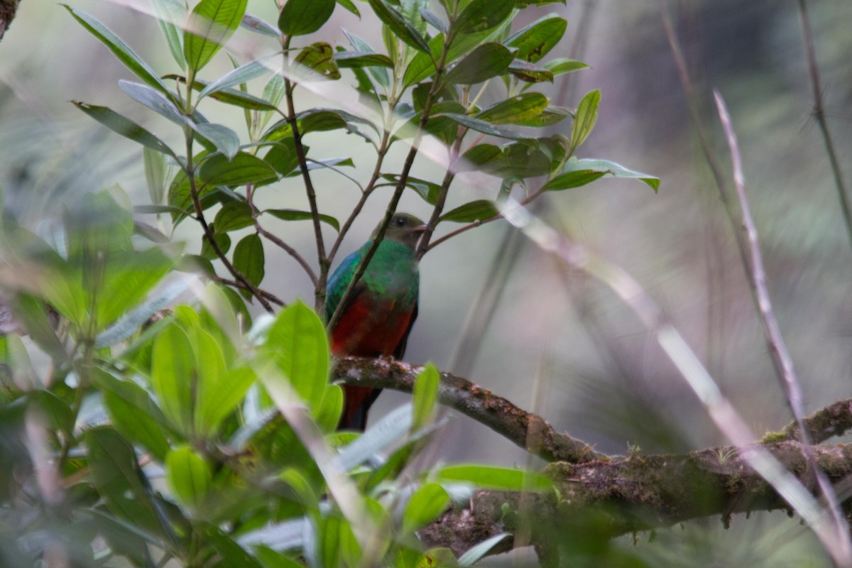 Golden-headed Quetzal - ML194125391