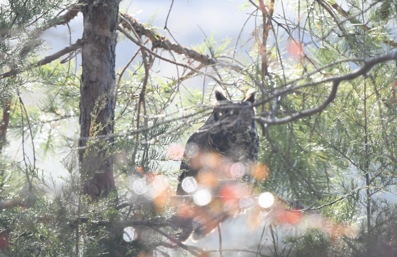 Great Horned Owl - ML194126351